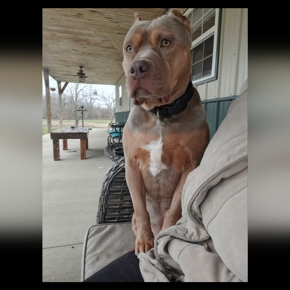 A POSHERS LIFE - Picture 15 of 15